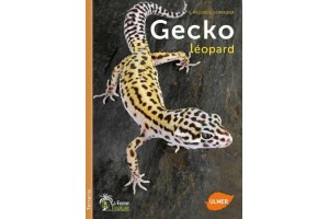 Gecko léopard